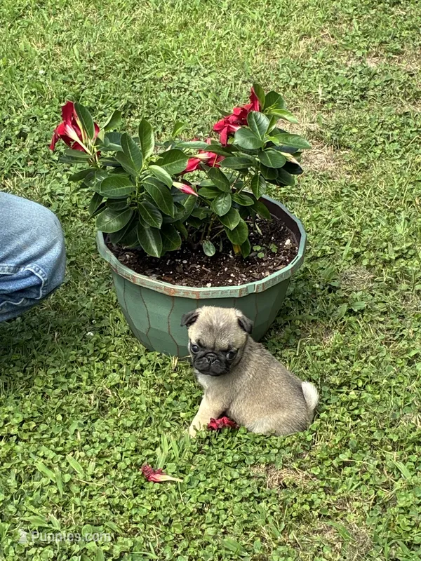 Hope(Champions in Parents Pedigrees) READY NOW – Pug puppy for sale in Salina, OK