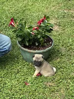 Hope(Champions in Parents Pedigrees), a female Pug for sale in Salina, OK – 5 of 10