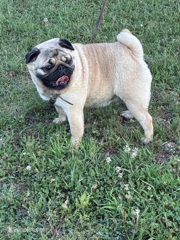 Dally – Pug puppy for sale in Salina, OK