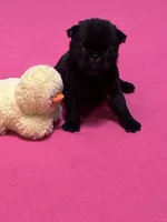 Bo, a male Pug for sale in Salina, OK – 10 of 10
