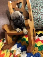 Flynn, a male Pug for sale in Salina, OK – 5 of 7