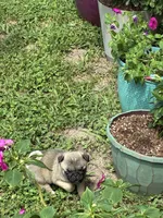 Hope(Champions in Parents Pedigrees), a female Pug for sale in Salina, OK – 3 of 10
