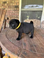 Dax (Champions in Parents Pedigrees), a male Pug for sale in Salina, OK – 9 of 9