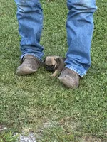 Beckett(Champions in Parents Pedigrees), a male Pug for sale in Salina, OK – 8 of 10