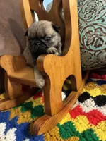 Flynn, a male Pug for sale in Salina, OK – 2 of 7