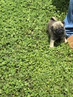 Flynn, a male Pug for sale in Salina, OK – 7 of 10