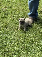 Hope(Champions in Parents Pedigrees), a female Pug for sale in Salina, OK – 7 of 10