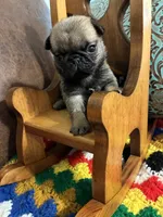 Beckett, a male Pug for sale in Salina, OK – 4 of 10