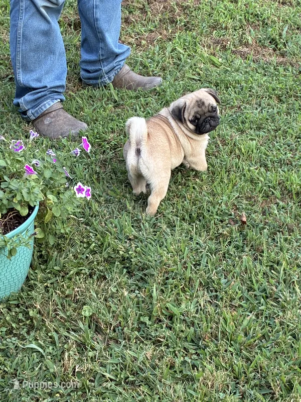 Flynn (Champions in Parents Pedigrees) READY NOW – Pug puppy for sale in Salina, OK