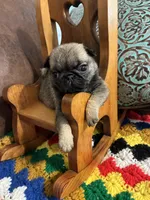 Flynn, a male Pug for sale in Salina, OK – 3 of 7