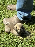 Flynn (Champions in Parents Pedigrees), a male Pug for sale in Salina, OK – 6 of 8
