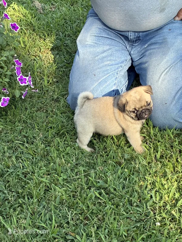Flynn (Champions in Parents Pedigrees) READY NOW – Pug puppy for sale in Salina, OK