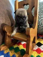 Beckett, a male Pug for sale in Salina, OK – 6 of 10