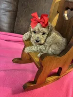 Natalie, a female Poodle - Toy  for sale in Salina, OK – Photo 1 of 8