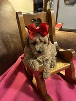 Natalie, a female Poodle - Toy  for sale in Salina, OK – Photo 3 of 8