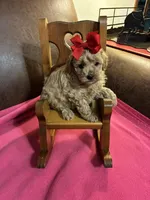 Natalie, a female Poodle - Toy  for sale in Salina, OK – Photo 8 of 8