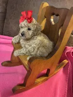 Natalie, a female Poodle - Toy  for sale in Salina, OK – Photo 7 of 8