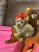 Natalie, a female Poodle - Toy  for sale in Salina, OK – Photo 5 of 8