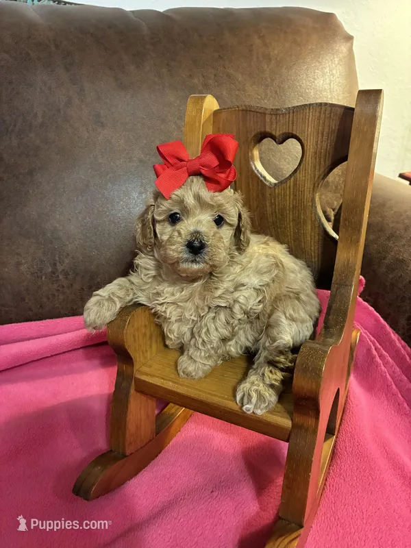 Natalie – Poodle - Toy  puppy for sale in Salina, OK