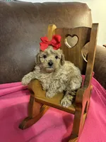 Natalie, a female Poodle - Toy  for sale in Salina, OK – Photo 4 of 8