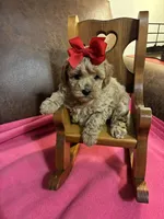 Natalie, a female Poodle - Toy  for sale in Salina, OK – Photo 2 of 8