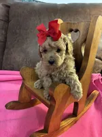 Natalie, a female Poodle - Toy  for sale in Salina, OK – Photo 6 of 8