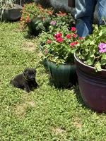 Dax (Champions in Parents Pedigrees), a male Pug for sale in Salina, OK – 4 of 9