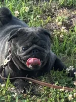 Josie, a female Pug for sale in Salina, OK – 4 of 4