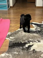 Jax, a male Pug for sale in Salina, OK – 2 of 7