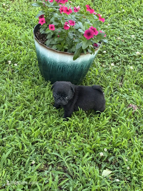 Bubbles – Pug puppy for sale in Salina, OK