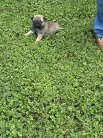 Flynn, a male Pug for sale in Salina, OK – 10 of 10