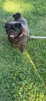 J  Champions are in Pedigrees, a female Pug for sale in Salina, OK – 1 of 4