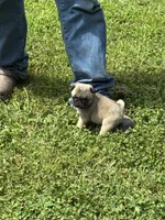 Hope(Champions in Parents Pedigrees), a female Pug for sale in Salina, OK – 8 of 10