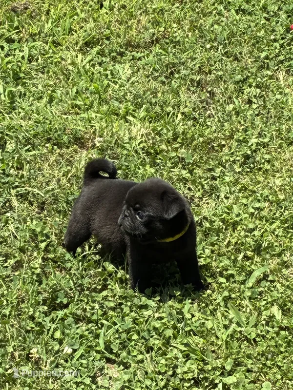 Dax (Champions in Parents Pedigrees) READY NOW – Pug puppy for sale in Salina, OK