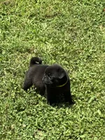 Dax (Champions in Parents Pedigrees), a male Pug for sale in Salina, OK – 5 of 9