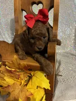 Penny (RED) in color, a female Poodle - Toy  for sale in Salina, OK – 7 of 8