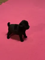 Bo, a male Pug for sale in Salina, OK – 8 of 10