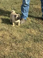Beckett(Champions in Parents Pedigrees) READY NOW, a male Pug for sale in Salina, OK – 4 of 9