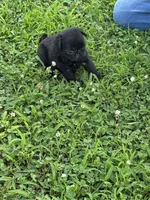 Bubbles, a female Pug for sale in Salina, OK – 4 of 10
