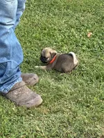 Beckett(Champions in Parents Pedigrees), a male Pug for sale in Salina, OK – 4 of 10
