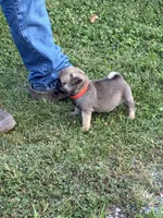 Beckett(Champions in Parents Pedigrees), a male Pug for sale in Salina, OK – 9 of 10