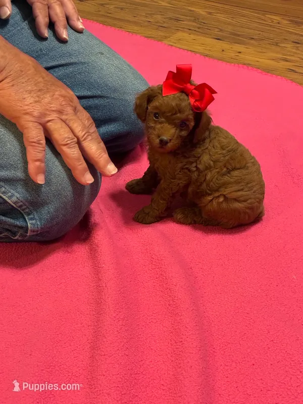 Penny (RED) in color – Poodle - Toy  puppy for sale in Salina, OK