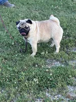 Dally, a female Pug for sale in Salina, OK – 3 of 8