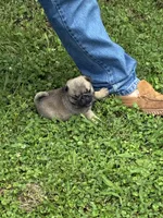 Flynn, a male Pug for sale in Salina, OK – 4 of 10
