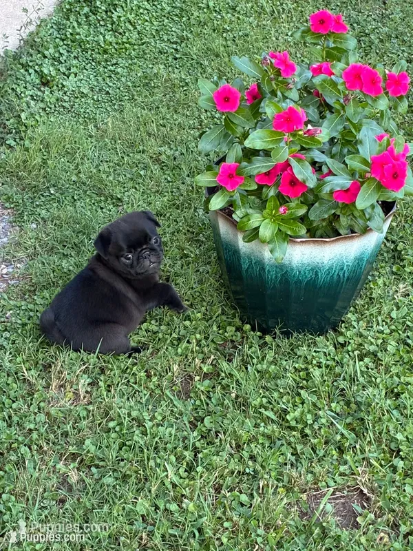 Bo (Champions in Parents Pedigrees) READY NOW – Pug puppy for sale in Salina, OK