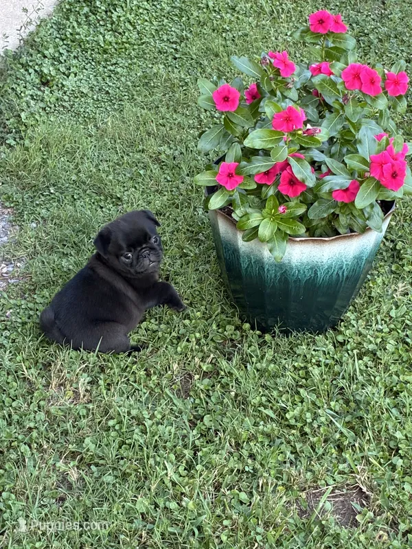 Bo (Champions in Parents Pedigrees) READY NOW – Pug puppy for sale in Salina, OK