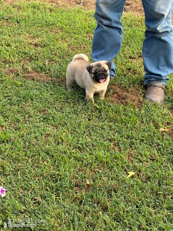 Flynn (Champions in Parents Pedigrees) READY NOW – Pug puppy for sale in Salina, OK