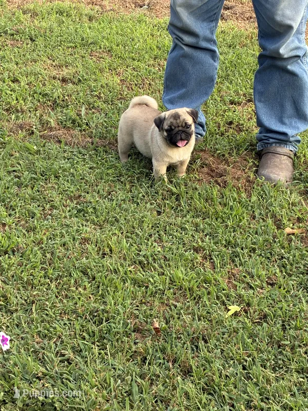Flynn (Champions in Parents Pedigrees) READY NOW – Pug puppy for sale in Salina, OK