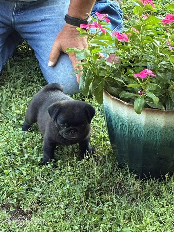 Dax (Champions in Parents Pedigrees) READY NOW – Pug puppy for sale in Salina, OK