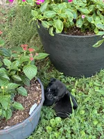 Dax, a male Pug for sale in Salina, OK – 4 of 10